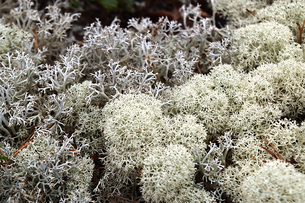 SoilForEUROPE. Lichen symbiosis, Finland. Photo: J. Wambsganss